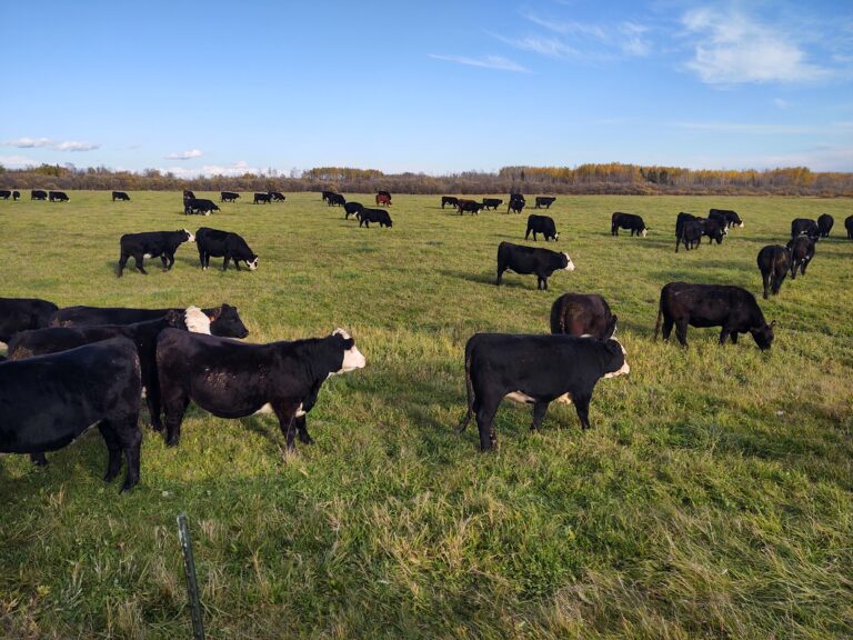 Let’s talk about cattle vaccines