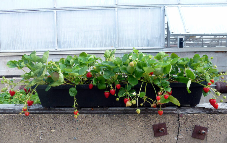 Tips for Growing Strawberries in Containers