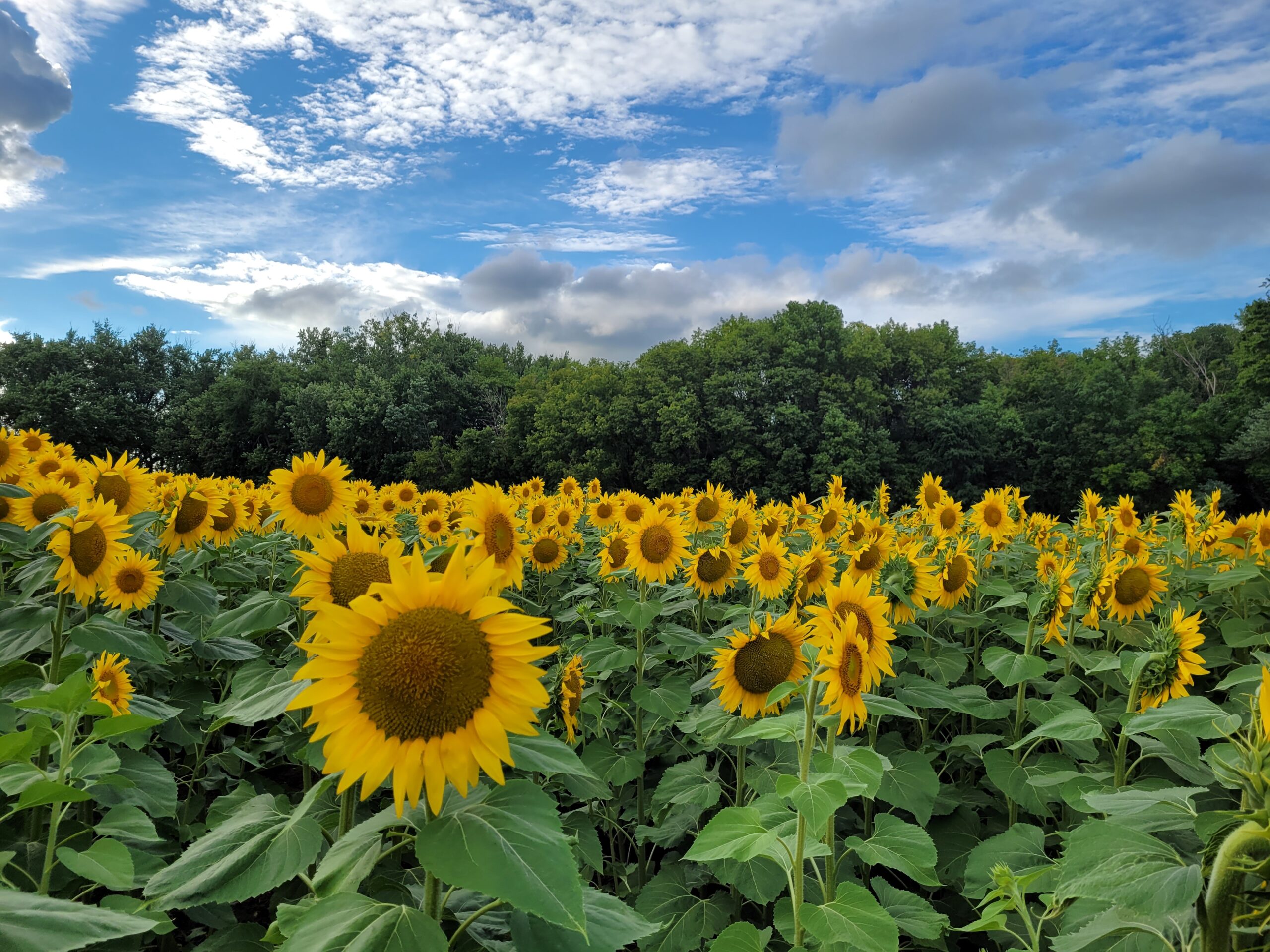 A field of sunflowers