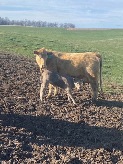 A mother cow watches over her calf as it checks out the photographer.
