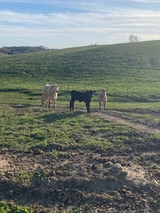 Calves in the distance of a farm field scene.