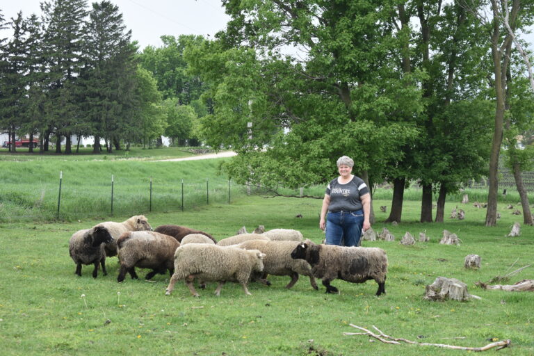 Gail stands in a green pasture surrounded by her sheep flock.