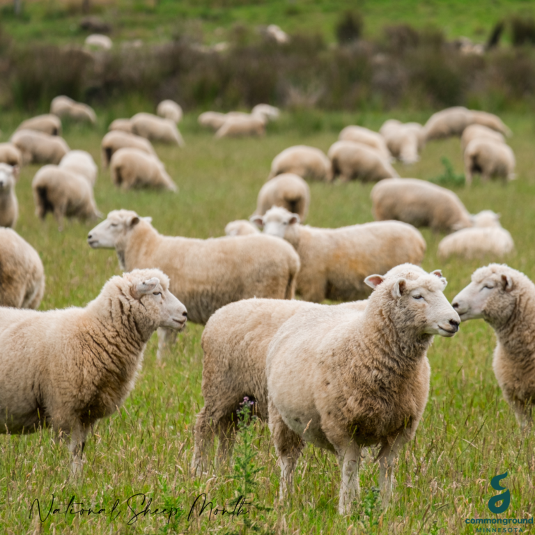 The More Ewe Know: National Sheep Month