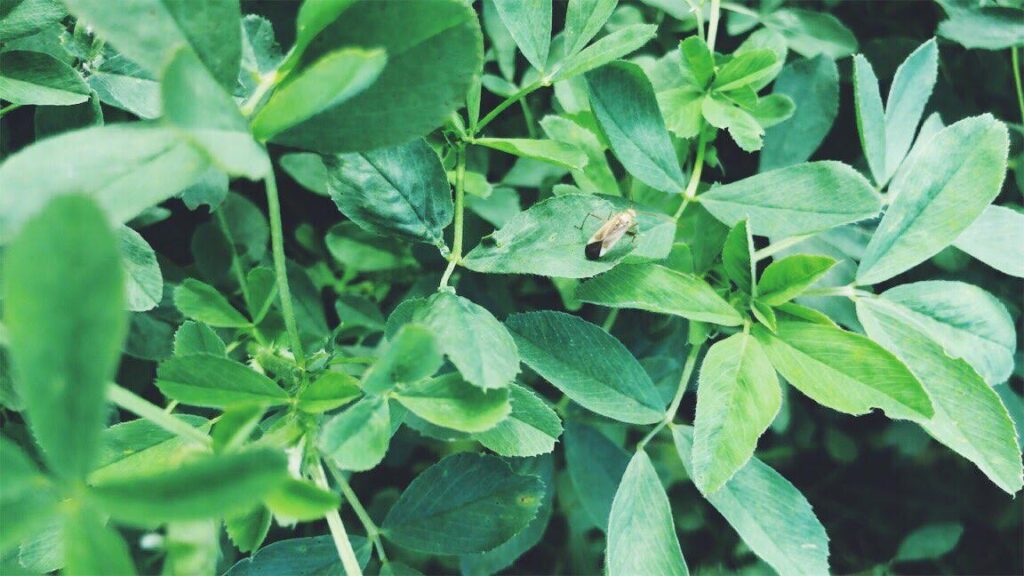 A close up of an alfalfa plant.