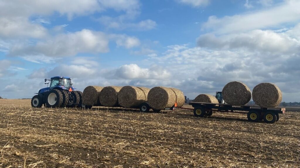 A tractor pulls trailers loaded with round bales.