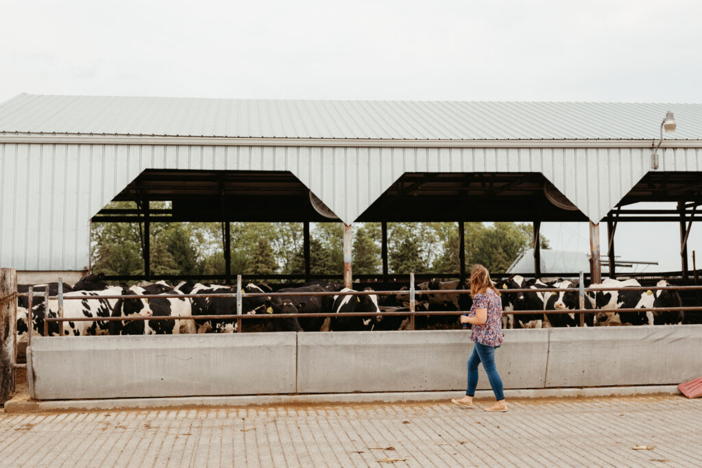 A woman walks by cows lined up at a feed bunk.