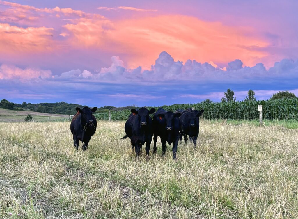 A sunset with cows.